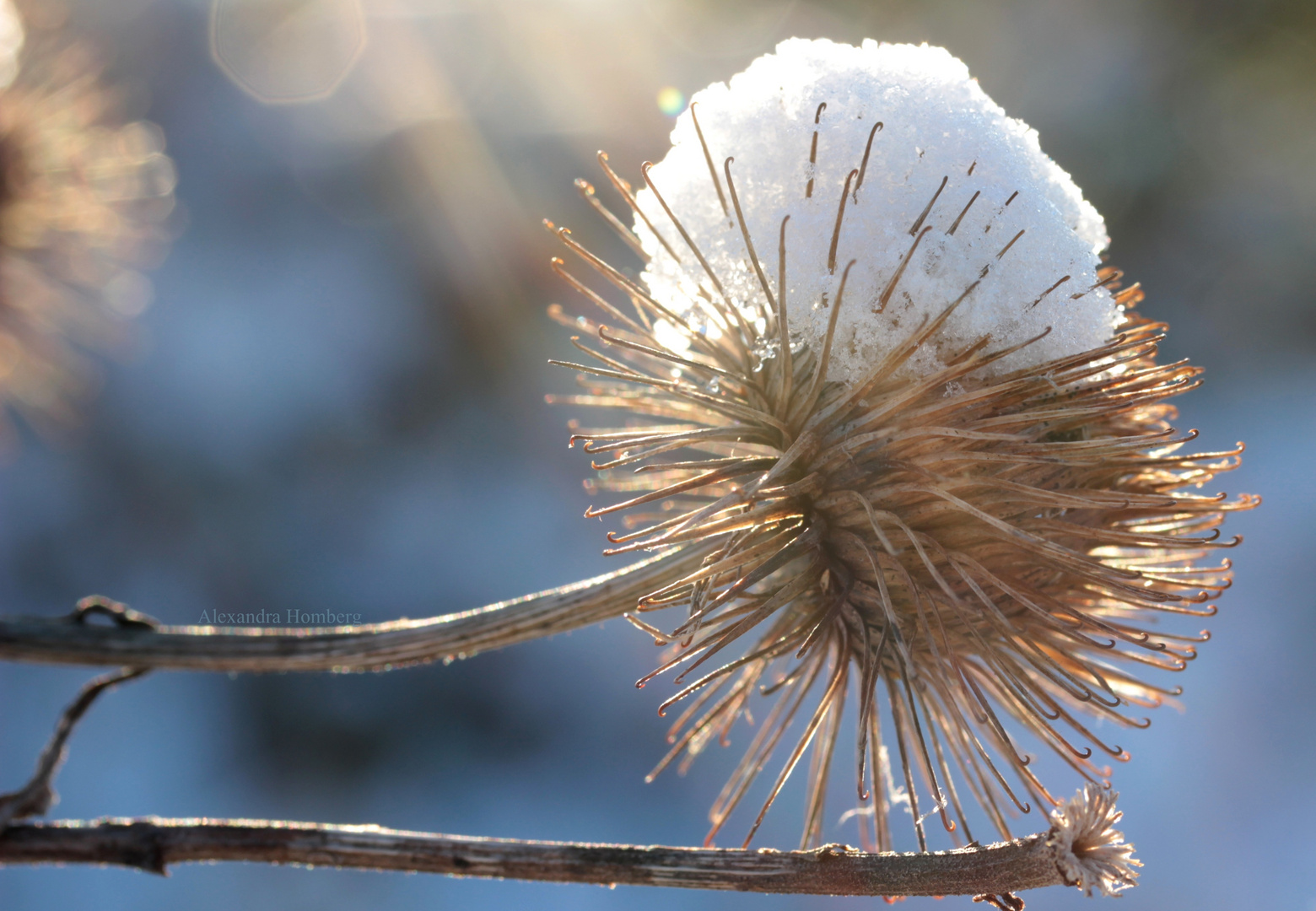 Der Winter im Detail :-D