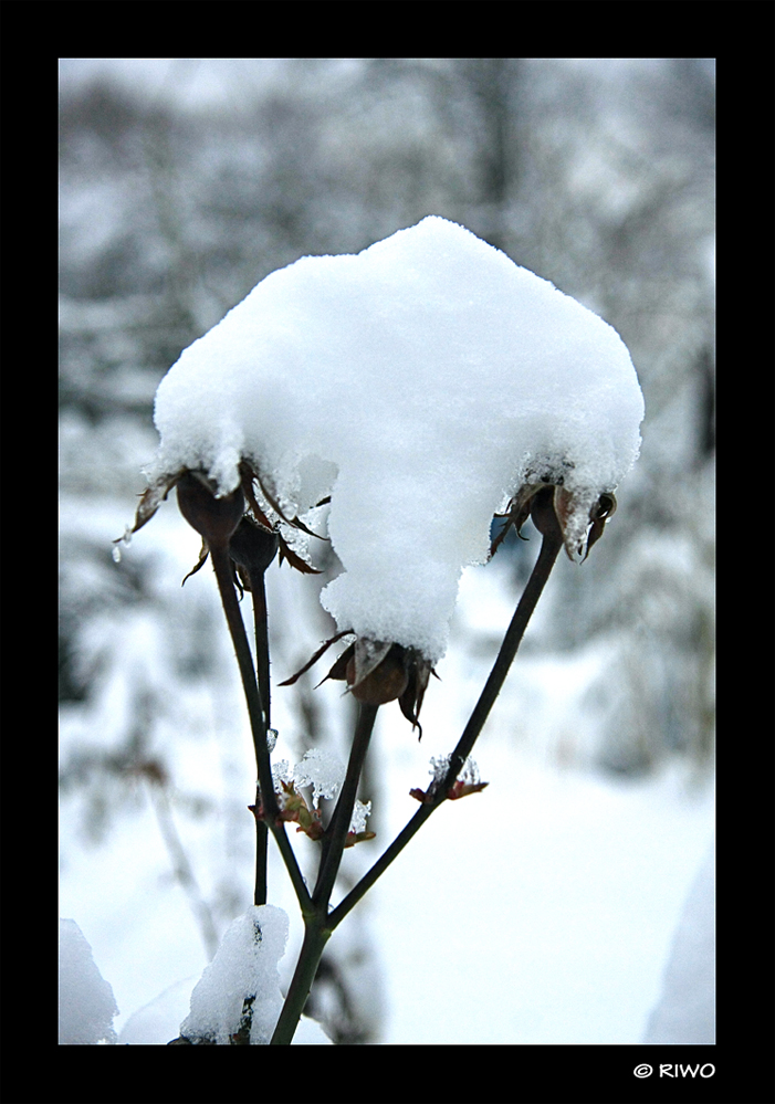 Der Winter im Garten...