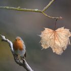 Der Winter im richtigen Licht 