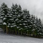 Der Winter im Schwäbischen Wald