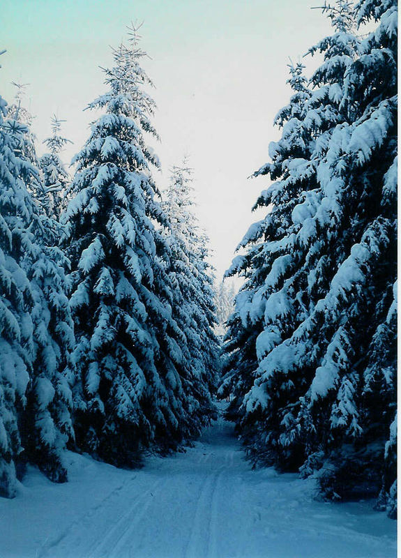 Der Winter im Taunus