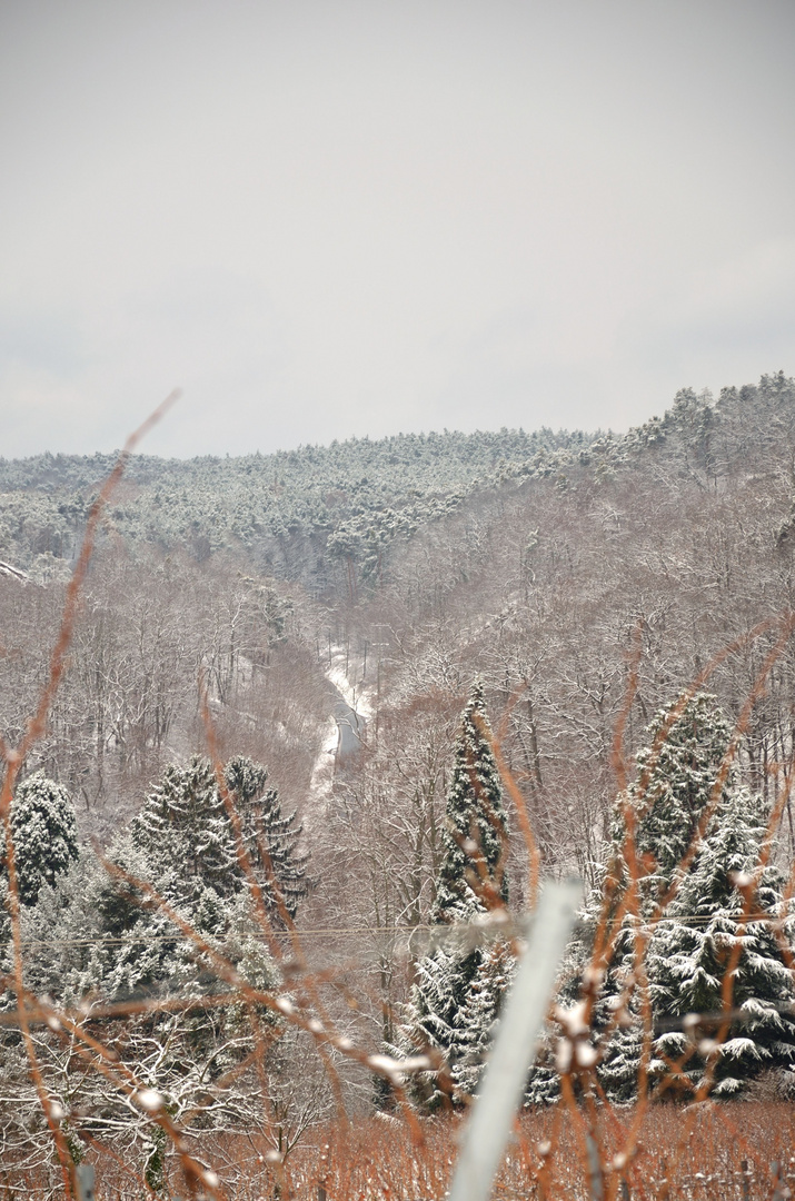 Der Winter im Wald