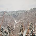 Der Winter im Wald