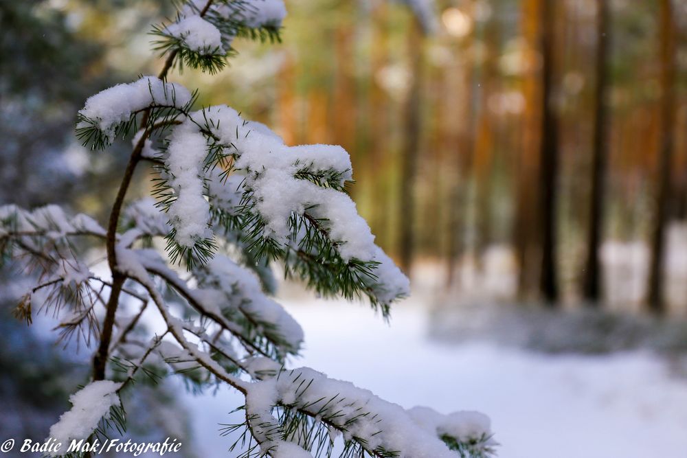 Der Winter im Wald