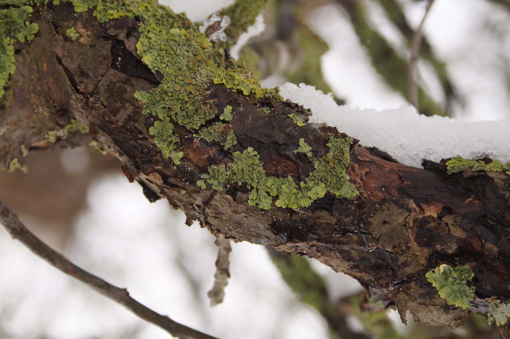 Der Winter in Ostelheim