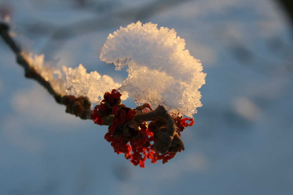 Der Winter in seinen letzten Zügen