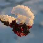 Der Winter in seinen letzten Zügen