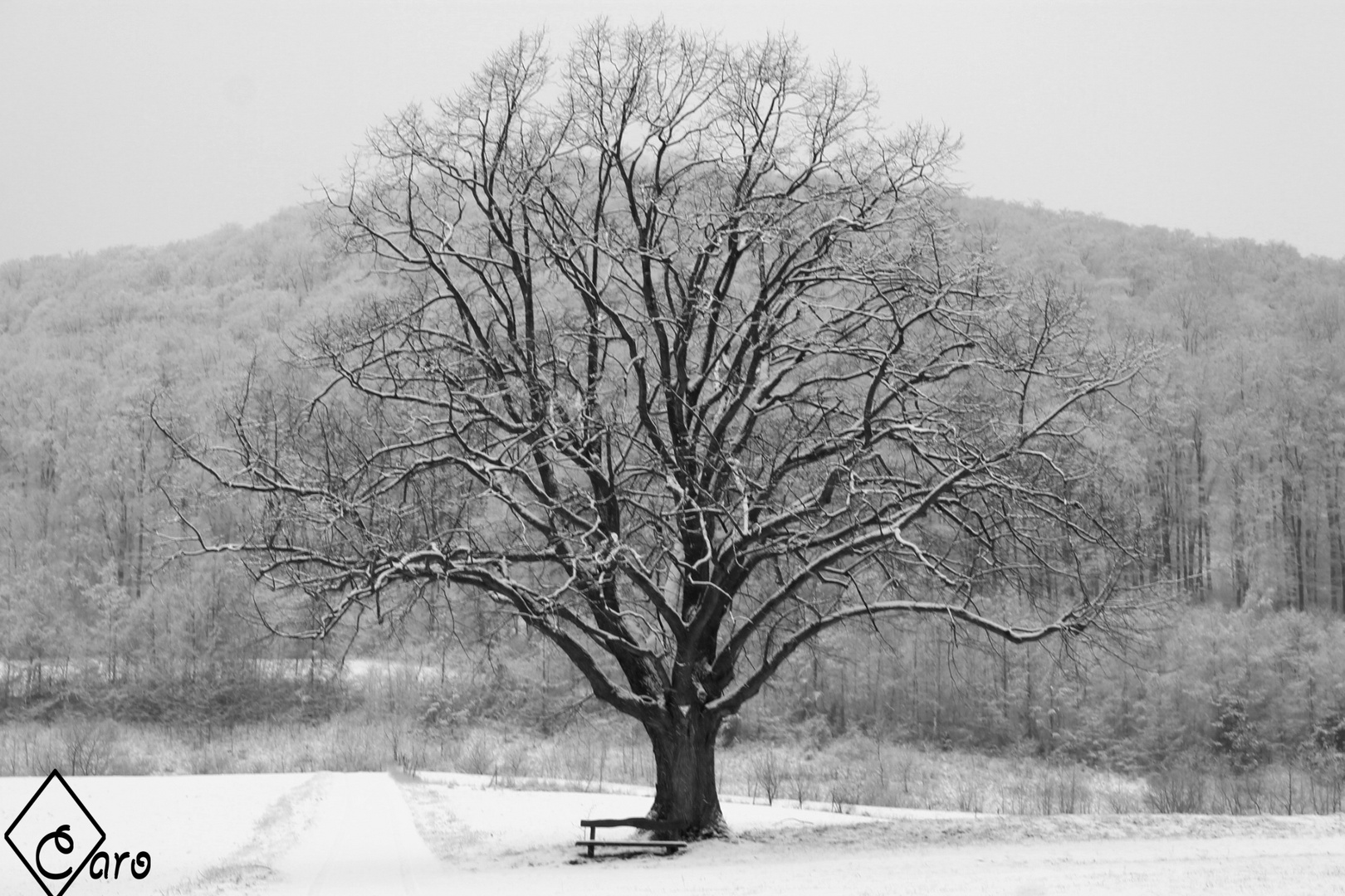 Der Winter in seiner vollen Pracht