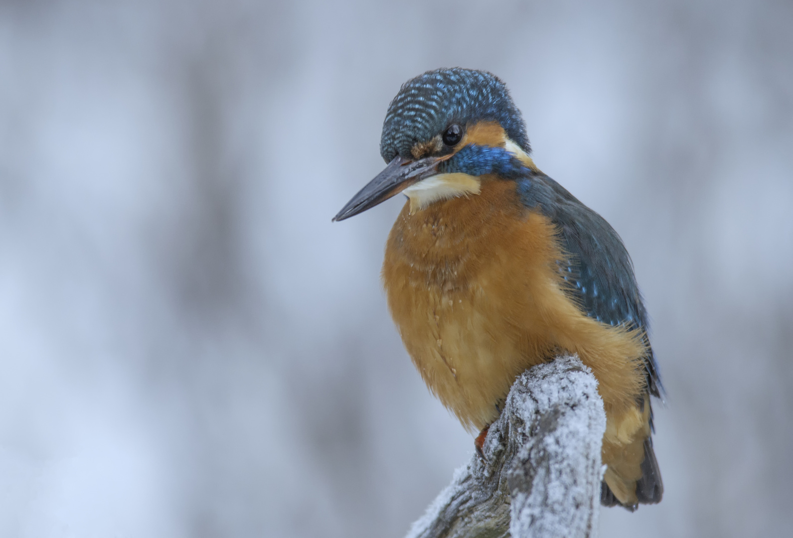 Der Winter ist angekommen