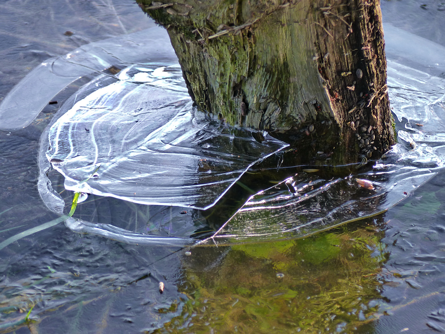 Der Winter ist da das Wasser friert ein    (Spiegeltag)