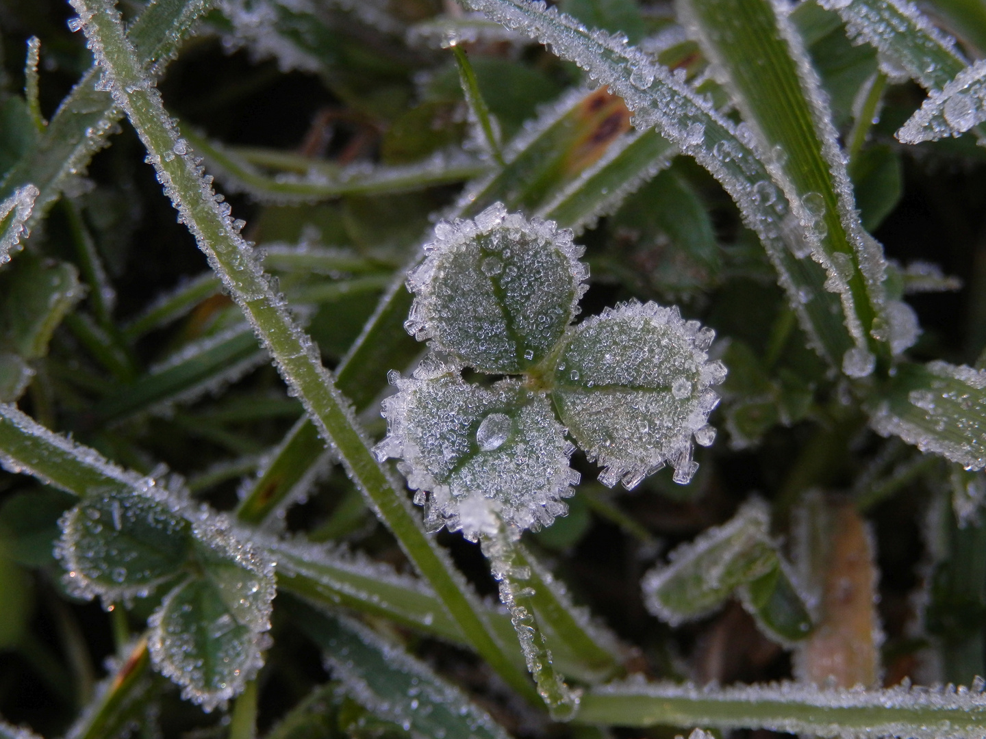 Der Winter ist da - Eiskristalle auf Blättern und Gras