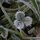 Der Winter ist da - Eiskristalle auf Blättern und Gras