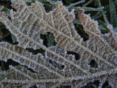 Der Winter ist da - Eiskristalle auf Blättern und Gras