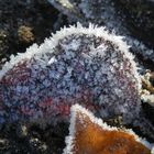 Der Winter ist da - Eiskristalle auf Blättern und Gras