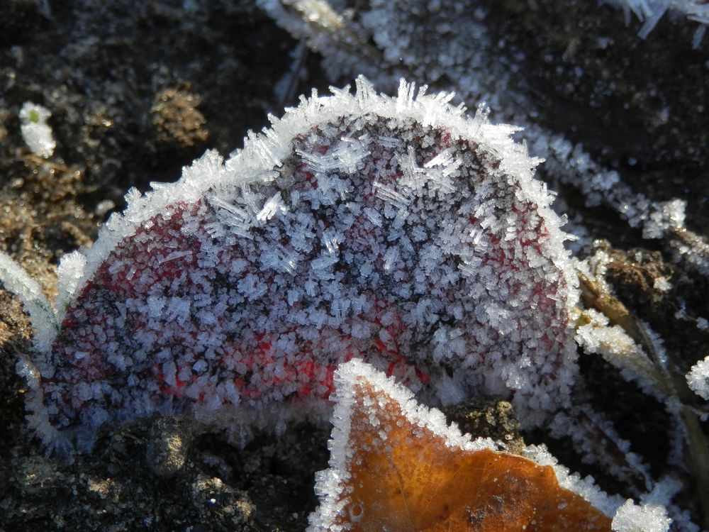 Der Winter ist da - Eiskristalle auf Blättern und Gras