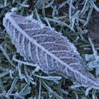 Der Winter ist da - Eiskristalle auf Blättern und Gras