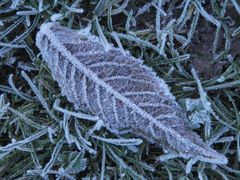 Der Winter ist da - Eiskristalle auf Blättern und Gras