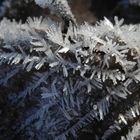 Der Winter ist da - Eiskristalle auf Blättern und Gras