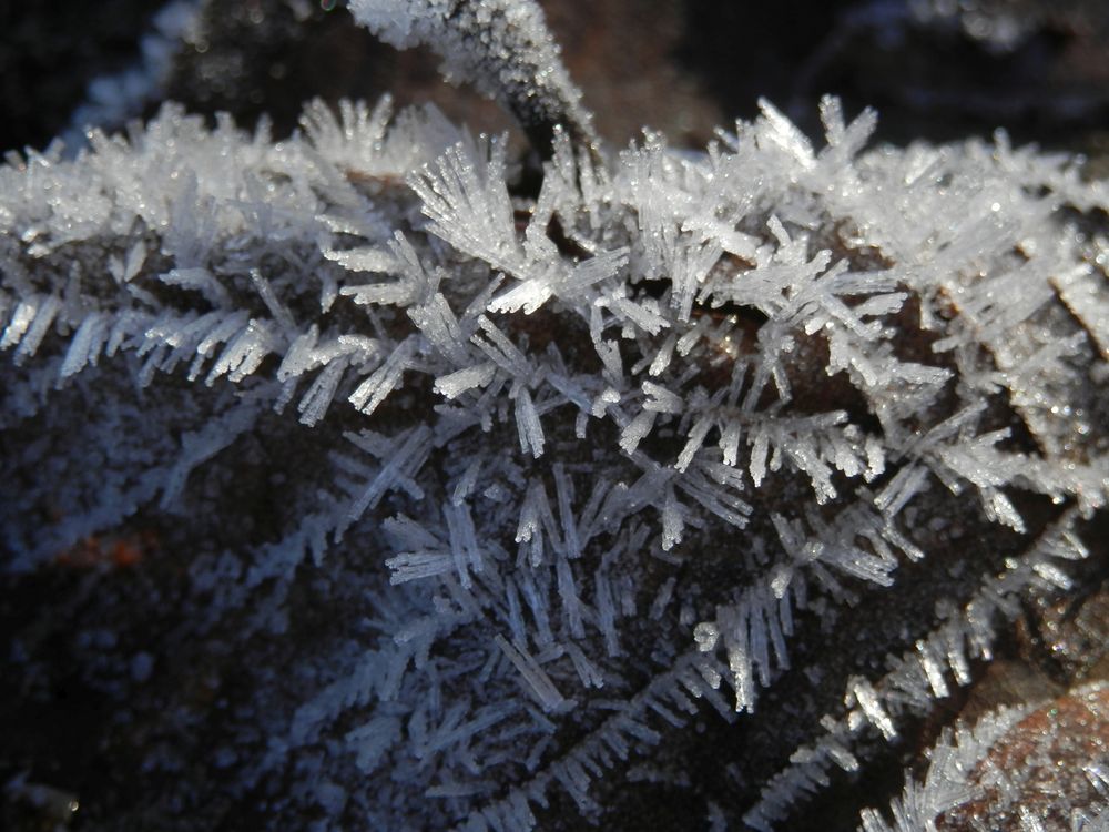 Der Winter ist da - Eiskristalle auf Blättern und Gras