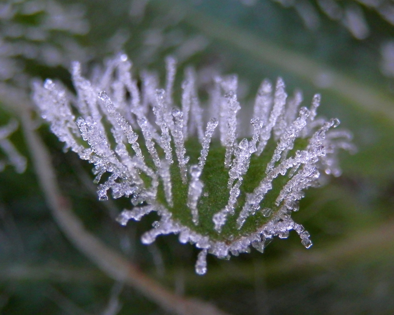 Der Winter ist da - Eiskristalle auf Blättern und Gras