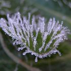 Der Winter ist da - Eiskristalle auf Blättern und Gras