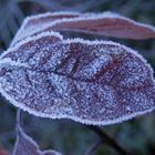 Der Winter ist da - Eiskristalle auf Blättern und Gras