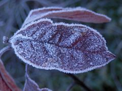 Der Winter ist da - Eiskristalle auf Blättern und Gras