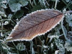 Der Winter ist da - Eiskristalle auf Blättern und Gras