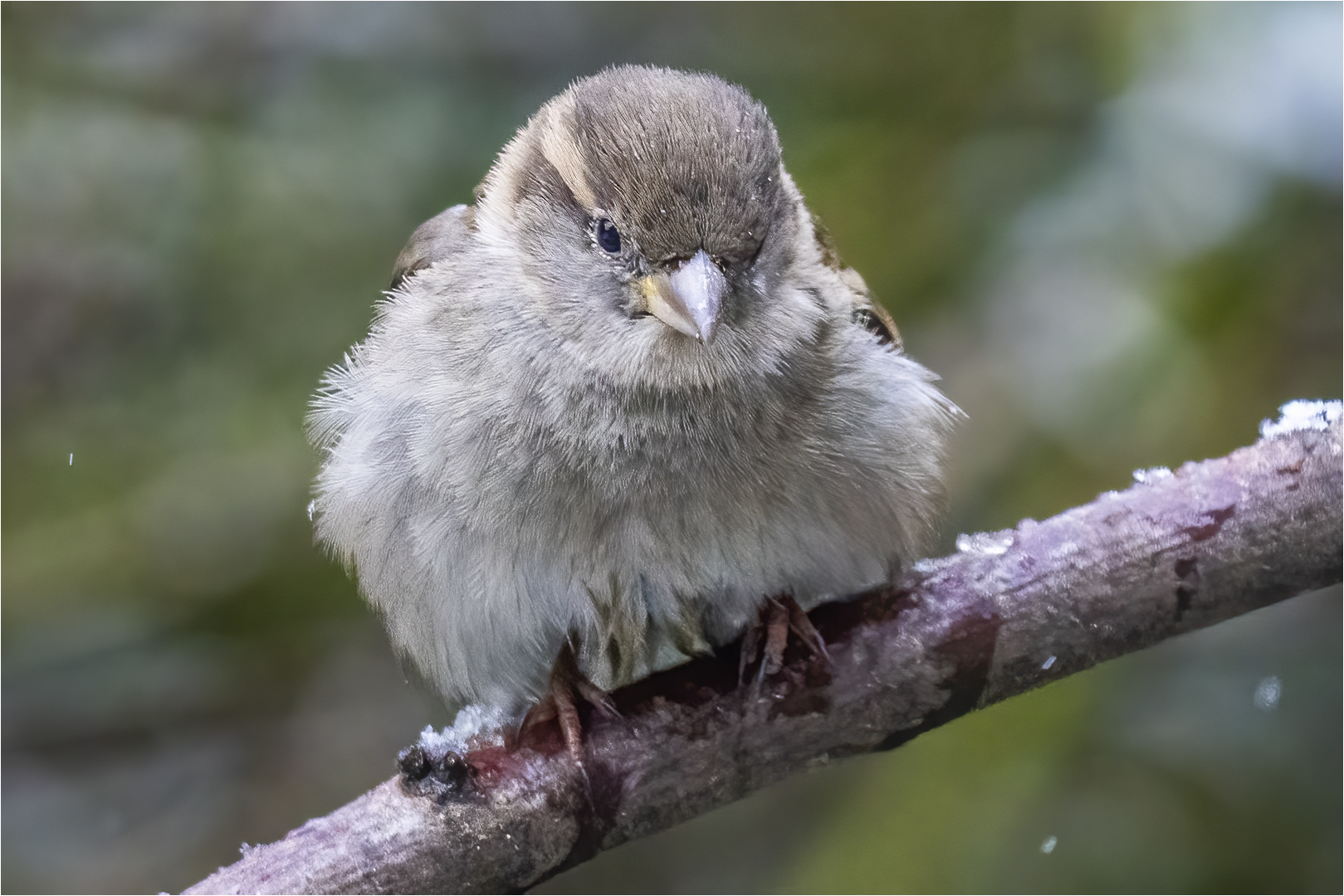 … Der Winter ist ein rechter Mann …