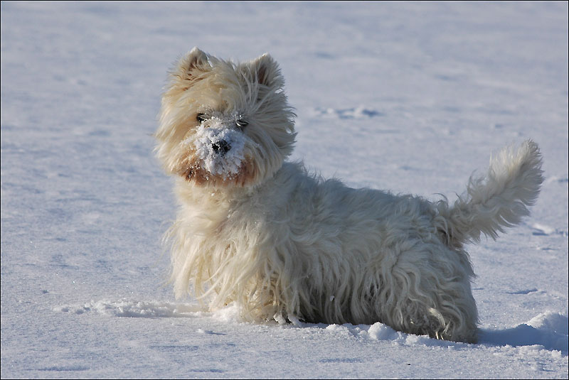 Der Winter ist nah