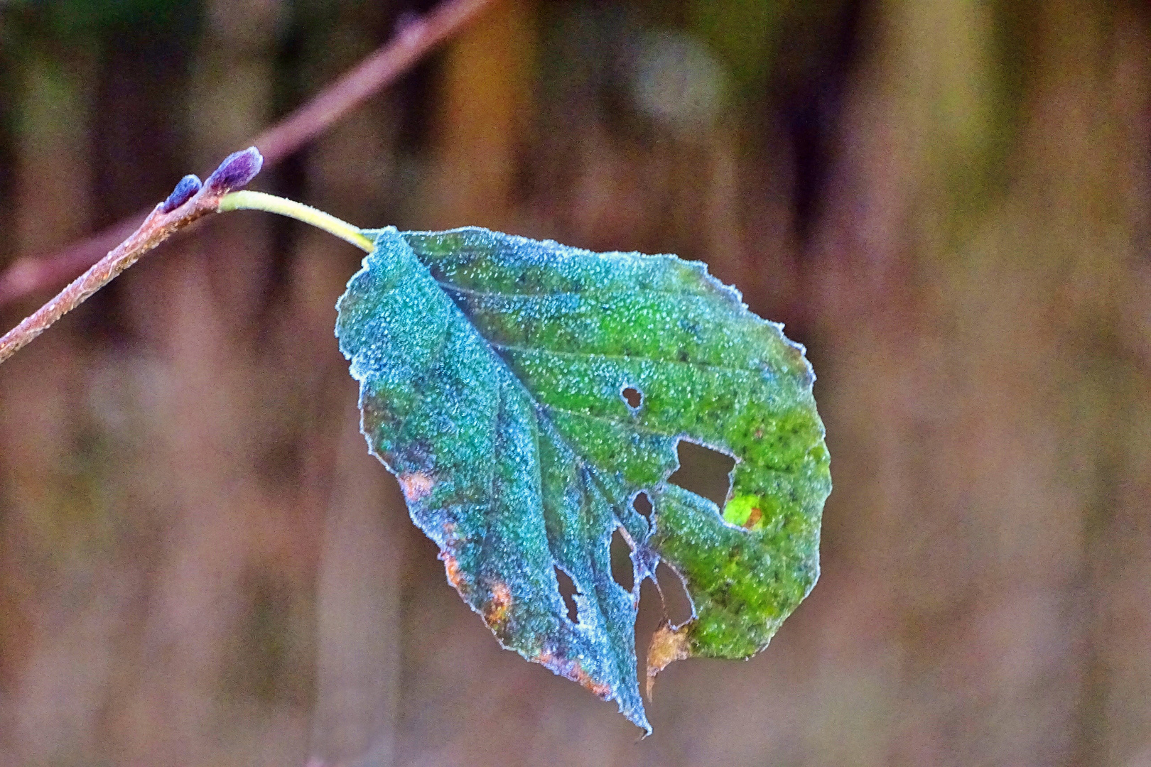 Der Winter ist nahe !