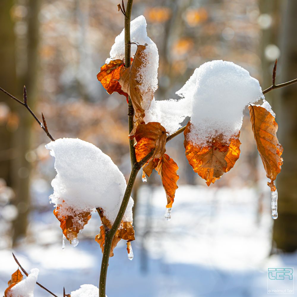 Der Winter ist noch nicht vorbei