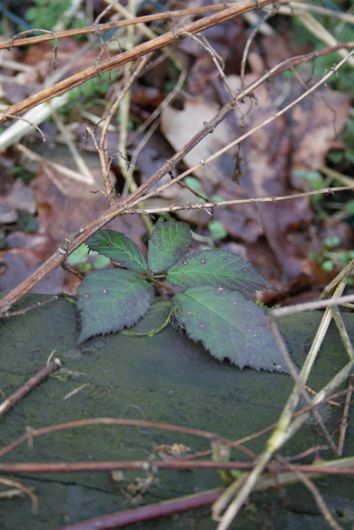 der Winter ist weg