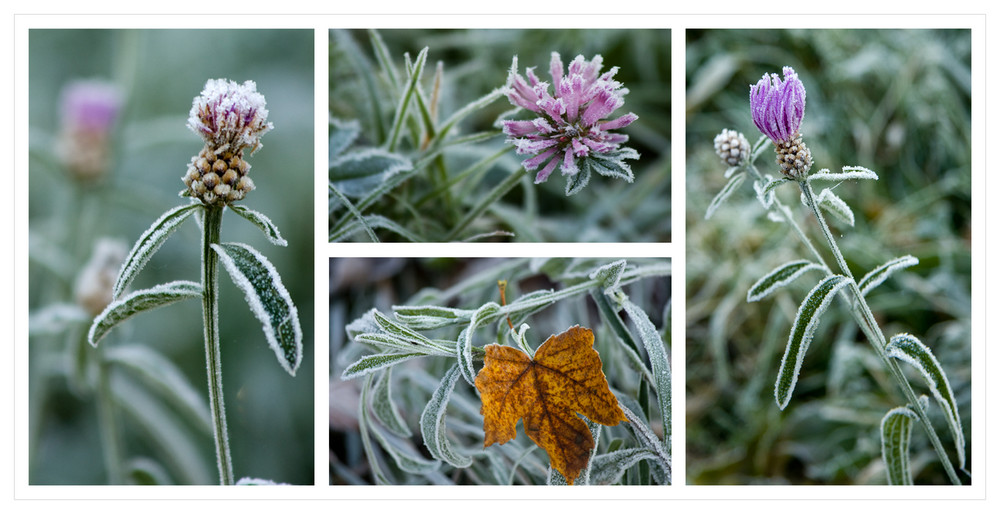 der Winter ist wieder da, ich hab ihn heut morgen gesehen...