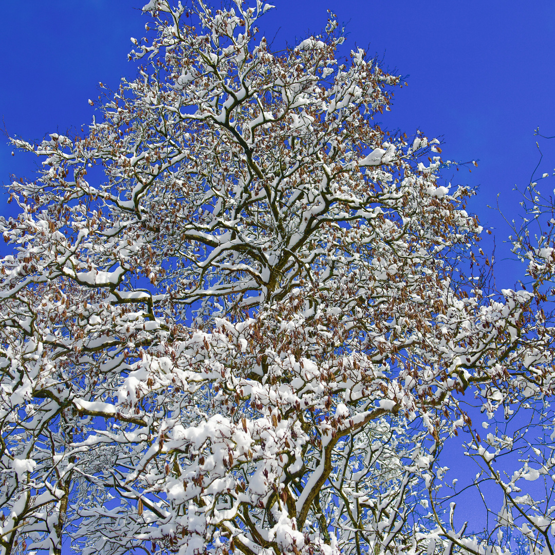 Der Winter ist zurück