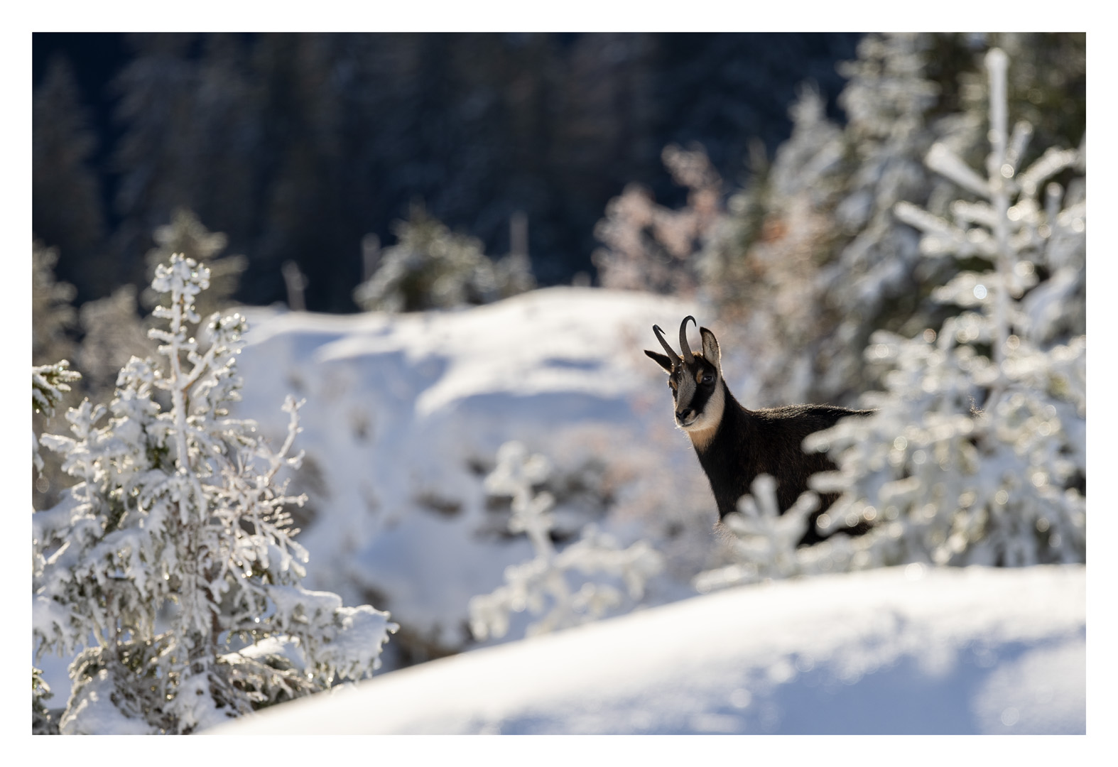 Der Winter ist zurück