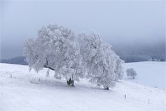 Der Winter ist zurück