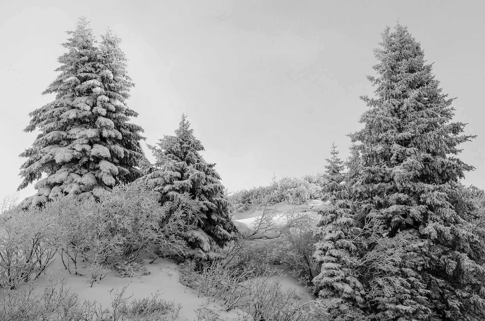 der winter ist zurück