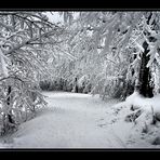 Der Winter ist zurück ???