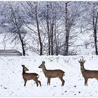 ...der winter ist zurück #8....