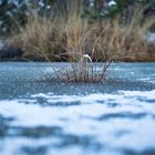 Der Winter ist zurück