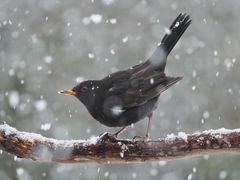 Der Winter ist zurück