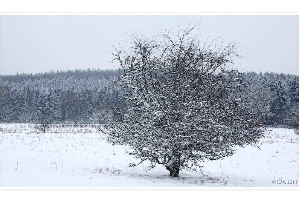 DER WINTER IST ZURÜCK ...