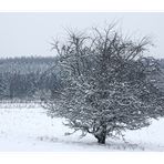 DER WINTER IST ZURÜCK ...