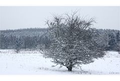 DER WINTER IST ZURÜCK ...