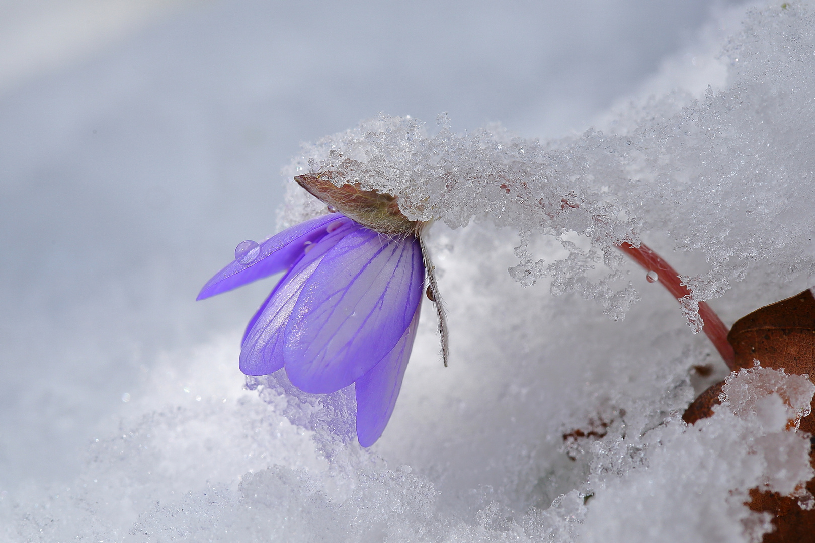 Der Winter ist zurück