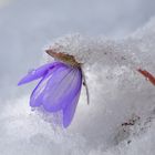 Der Winter ist zurück