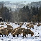 Der Winter ist zurück