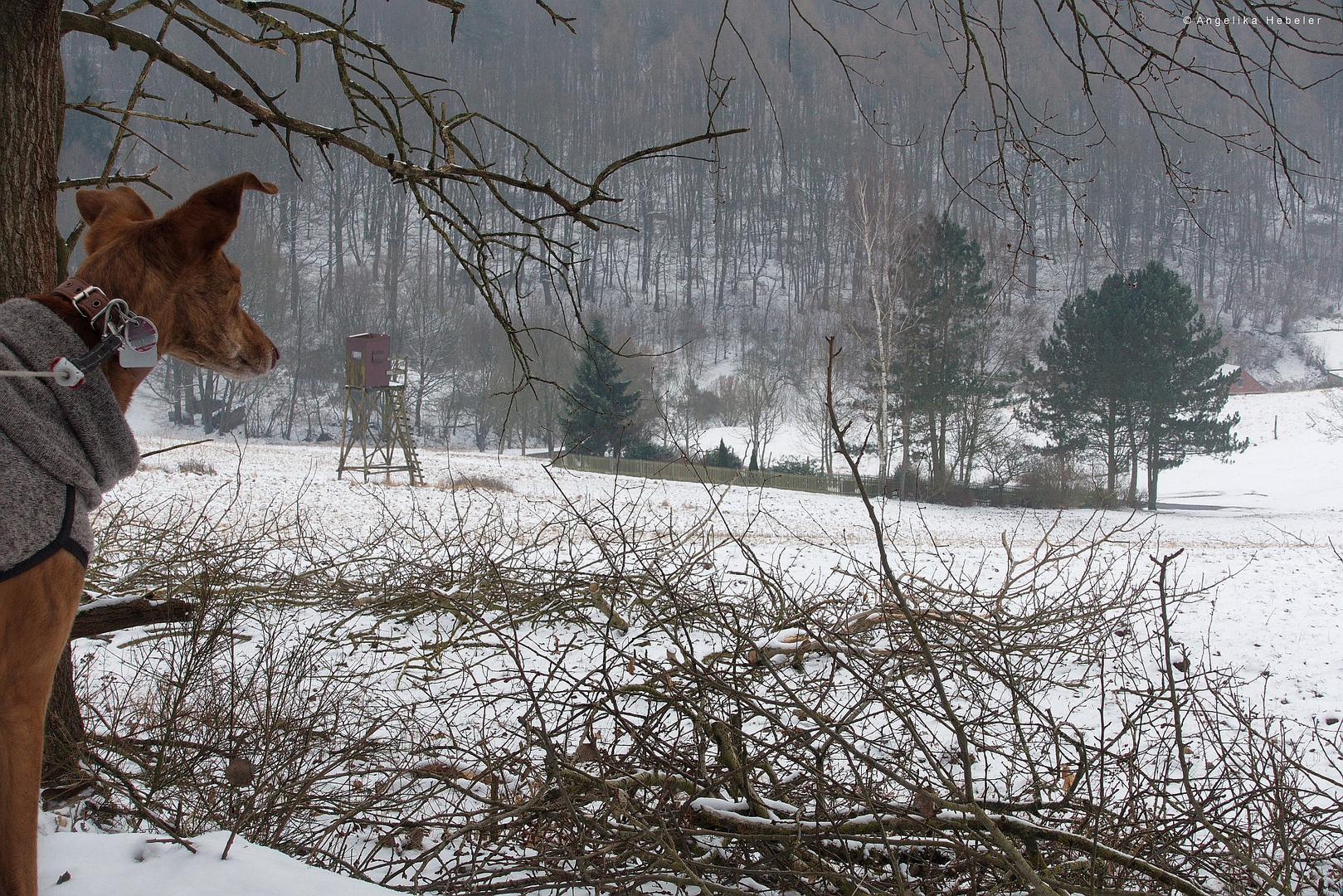 Der Winter ist zurück