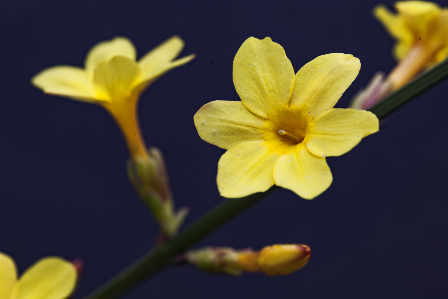 Der Winter-Jasmin …,